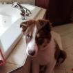 Paddington, Border Collie