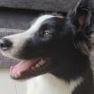 Lupin, Border Collie