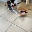 SOCRATE, Border Collie