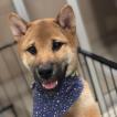 Simba, Shiba