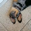 Popof, Beauceron