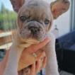 Jaxon, Bulldog Francés