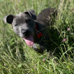 Gunna, Staffordshire Bull Terrier