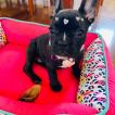 Luna, Bulldog Francés