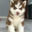 Barry, Siberian Husky