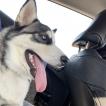 panda, Husky Siberiano