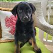 Teriyaki, Flat-Coated Retriever