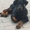 Toso, Dobermann