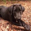 Torito, Labrador Retriever
