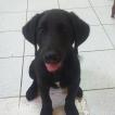 Torito