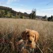Max, Golden Retriever
