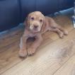 Murphy, Cocker Spaniel