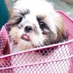Muffy