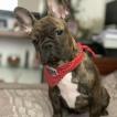 Doralice, Französische Bulldogge