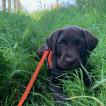 Sully, Labrador