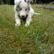 Jack, Pastor De Shetland