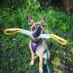 Minou, Pastor Belga Malinois