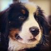 Athos, Bernese Cattle Dogs