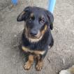 Nova, Beauceron