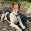 Rio, Parson Jack Russell Terrier (De Pelaje Corto - Suave)