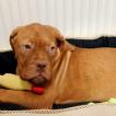 Izzie, Dogo De Burdeos