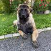 Ravenne, Estrela Mountain Dog
