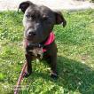 Shelby, Staffordshire Bull Terrier