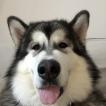 Tobias, Malamute