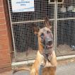 Storm, Berger Malinois