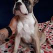 Bonnie, Bouledogue francese