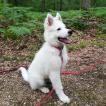 Snow, Berger Blanc Suisse