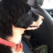 Zara, Border Collie