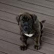 Szhia, Dogo Canario