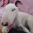 Fosca, Bull Terrier
