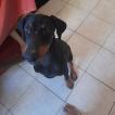 Tiger, Dobermann