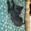 Shadow, Staffordshire Bull Terrier
