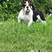 DuVessa, Bulldog