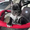 Yuffie, Bouledogue francese