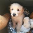 Harvin, Golden Retriever