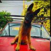 Jaco, Pastor Belga Malinois