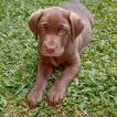 Mag, Labrador Retriever