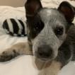 Mindi, Perro australiano del ganado