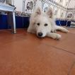 Fantasma, Samoyedo