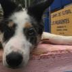 Godard, Border Collie