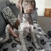 Harvey, Braco Alemán De Pelo Corto