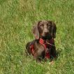 Alma, Weimaraner