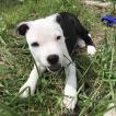 Simba, Staffordshire Bull Terrier