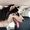 Thor, Siberian Husky