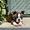Sharko, Boston Terrier