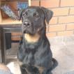 Katara, Rottweiler